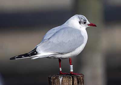Black-headed Gull (Chroicocephalus ridibundus) [Dragør, Denmark]