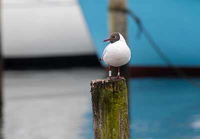 Black-headed Gull (Chroicocephalus ridibundus) [Dragør, Denmark]
