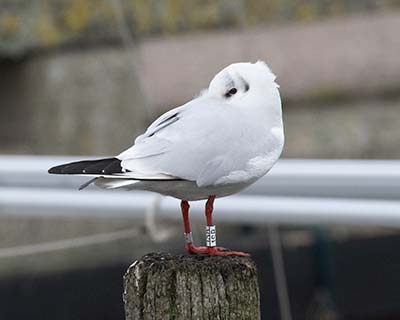 Black-headed Gull (Chroicocephalus ridibundus) [Dragør, Denmark]