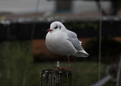 Black-headed Gull (Chroicocephalus ridibundus) [Dragør, Denmark]