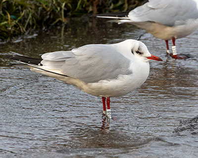 Black-headed Gull (Chroicocephalus ridibundus) [Dragør, Denmark]