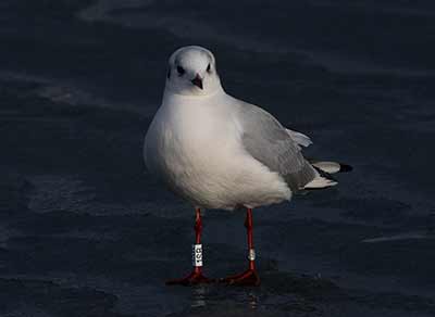 Black-headed Gull (Chroicocephalus ridibundus) [Dragør, Denmark]