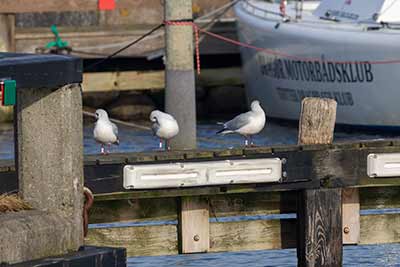 Black-headed Gull (Chroicocephalus ridibundus) [Dragør, Denmark]