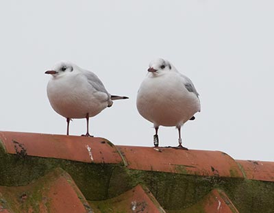 Black-headed Gull (Chroicocephalus ridibundus) [Dragør, Denmark]