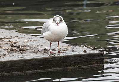 Black-headed Gull (Chroicocephalus ridibundus) [Dragør, Denmark]
