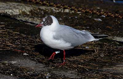Black-headed Gull (Chroicocephalus ridibundus) [Dragør, Denmark]