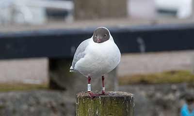 Black-headed Gull (Chroicocephalus ridibundus) [Dragør, Denmark]