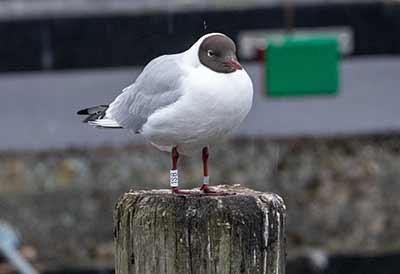 Black-headed Gull (Chroicocephalus ridibundus) [Dragør, Denmark]