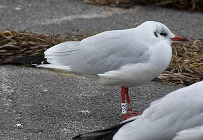 Black-headed Gull (Chroicocephalus ridibundus) [Dragør, Denmark]