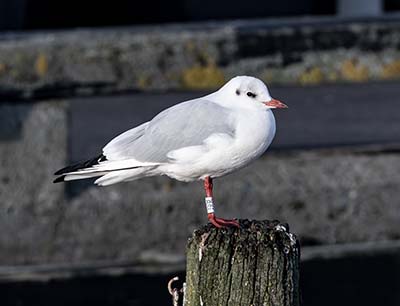 Black-headed Gull (Chroicocephalus ridibundus) [Dragør, Denmark]