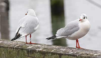 Black-headed Gull (Chroicocephalus ridibundus) [Dragør, Denmark]