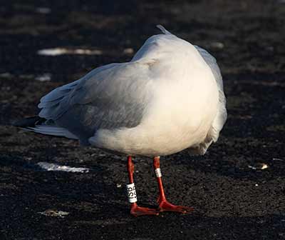 Black-headed Gull (Chroicocephalus ridibundus) [Dragør, Denmark]