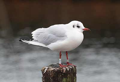 Black-headed Gull (Chroicocephalus ridibundus) [Dragør, Denmark]