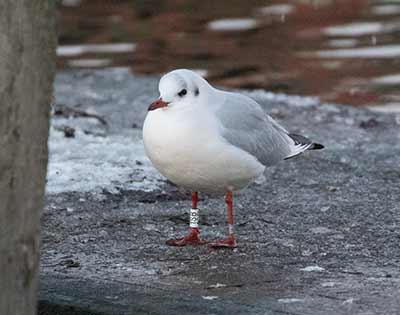 Black-headed Gull (Chroicocephalus ridibundus) [Dragør, Denmark]