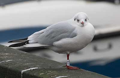 Black-headed Gull (Chroicocephalus ridibundus) [Dragør, Denmark]