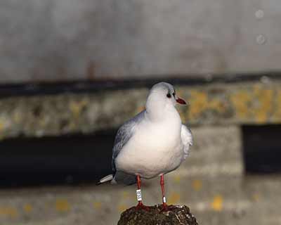 Black-headed Gull (Chroicocephalus ridibundus) [Dragør, Denmark]