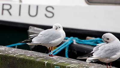 Black-headed Gull (Chroicocephalus ridibundus) [Dragør, Denmark]