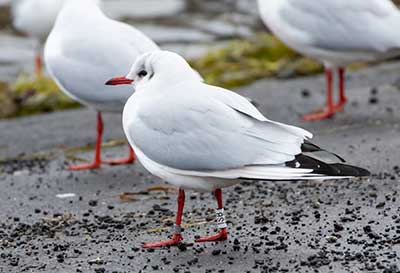 Black-headed Gull (Chroicocephalus ridibundus) [Dragør, Denmark]
