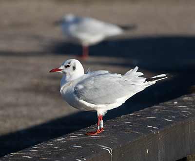 Black-headed Gull (Chroicocephalus ridibundus) [Dragør, Denmark]