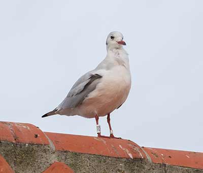 Black-headed Gull (Chroicocephalus ridibundus) [Dragør, Denmark]