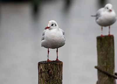 Black-headed Gull (Chroicocephalus ridibundus) [Dragør, Denmark]