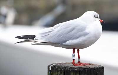 Black-headed Gull (Chroicocephalus ridibundus) [Dragør, Denmark]