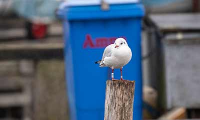 Black-headed Gull (Chroicocephalus ridibundus) [Dragør, Denmark]