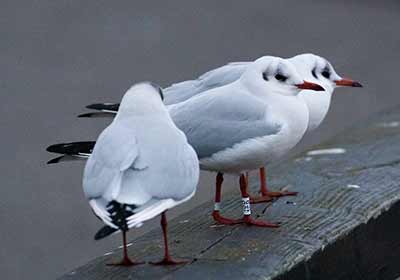 Black-headed Gull (Chroicocephalus ridibundus) [Dragør, Denmark]
