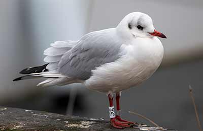 Black-headed Gull (Chroicocephalus ridibundus) [Dragør, Denmark]