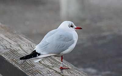 Black-headed Gull (Chroicocephalus ridibundus) [Dragør, Denmark]