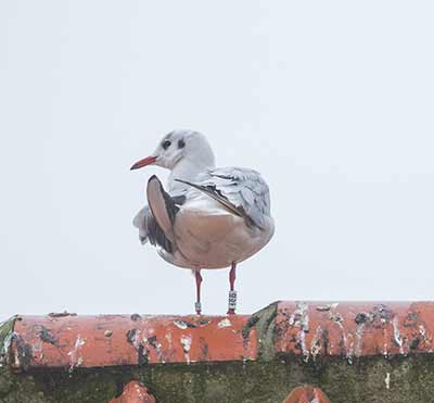 Black-headed Gull (Chroicocephalus ridibundus) [Dragør, Denmark]