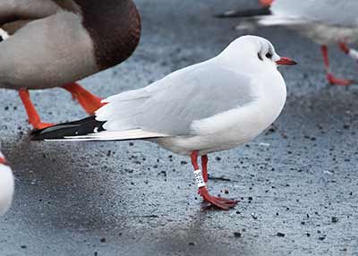 Black-headed Gull (Chroicocephalus ridibundus) [Dragør, Denmark]