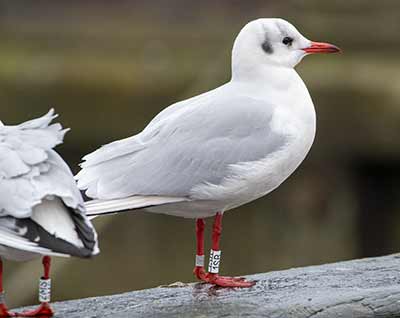 Black-headed Gull (Chroicocephalus ridibundus) [Dragør, Denmark]