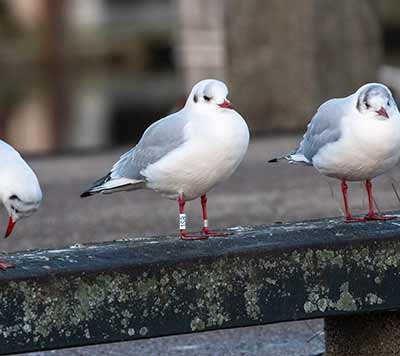 Black-headed Gull (Chroicocephalus ridibundus) [Dragør, Denmark]