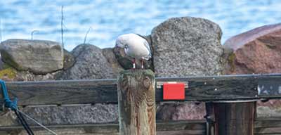 Black-headed Gull (Chroicocephalus ridibundus) [Dragør, Denmark]