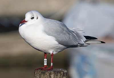 Black-headed Gull (Chroicocephalus ridibundus) [Dragør, Denmark]