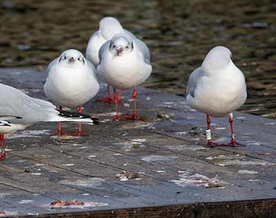 Black-headed Gull (Chroicocephalus ridibundus) [Dragør, Denmark]