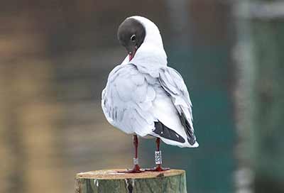 Black-headed Gull (Chroicocephalus ridibundus) [Dragør, Denmark]