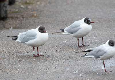 Black-headed Gull (Chroicocephalus ridibundus) [Dragør, Denmark]
