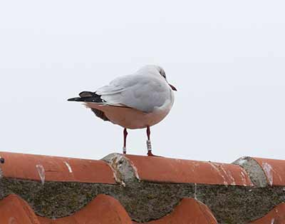 Black-headed Gull (Chroicocephalus ridibundus) [Dragør, Denmark]