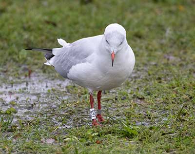 Black-headed Gull (Chroicocephalus ridibundus) [Dragør, Denmark]