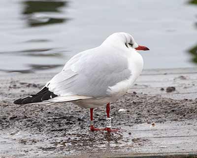 Black-headed Gull (Chroicocephalus ridibundus) [Dragør, Denmark]