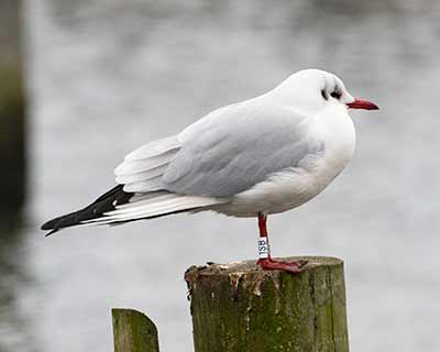 Black-headed Gull (Chroicocephalus ridibundus) [Dragør, Denmark]