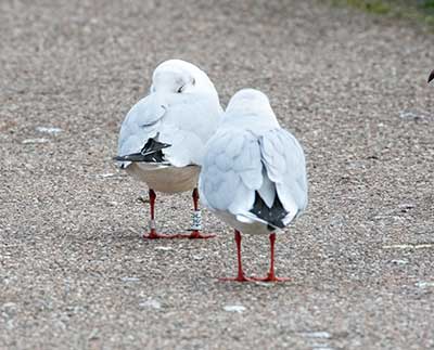 Black-headed Gull (Chroicocephalus ridibundus) [Dragør, Denmark]