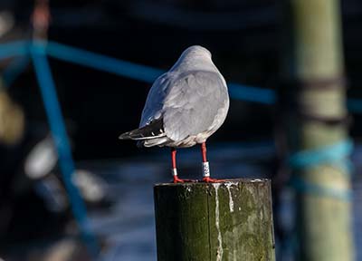 Black-headed Gull (Chroicocephalus ridibundus) [Dragør, Denmark]