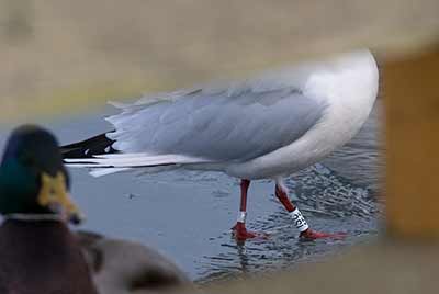 Black-headed Gull (Chroicocephalus ridibundus) [Dragør, Denmark]