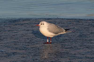 Black-headed Gull (Chroicocephalus ridibundus) [Dragør, Denmark]
