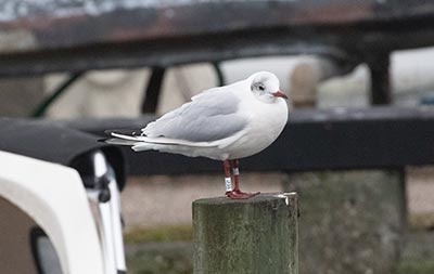 Black-headed Gull (Chroicocephalus ridibundus) [Dragør, Denmark]