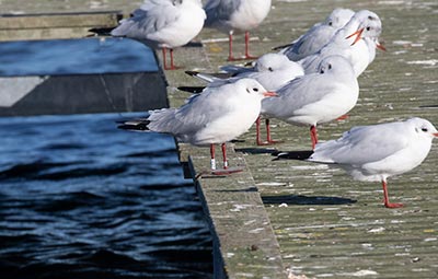 Black-headed Gull (Chroicocephalus ridibundus) [Dragør, Denmark]