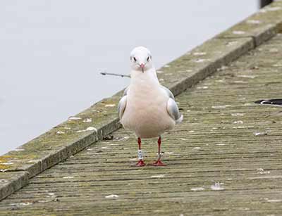 Black-headed Gull (Chroicocephalus ridibundus) [Dragør, Denmark]